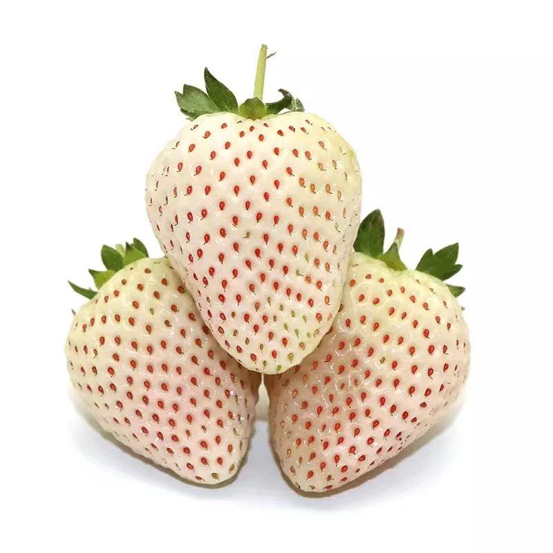 现货天使8号淡雪白草莓尚雪新鲜白色恋人牛奶油礼盒装水果