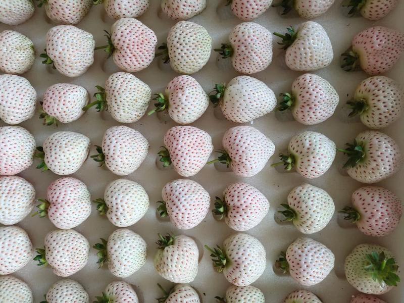 现货天使8号淡雪白草莓尚雪新鲜白色恋人牛奶油礼盒装水果