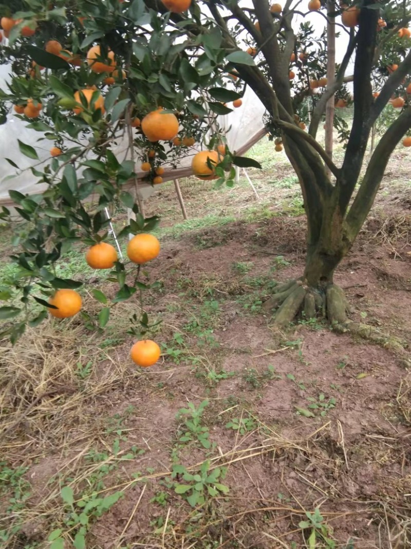 【精品椪柑】四川碰柑柑桔网碰自贡荣县留佳万亩优质碰柑基地
