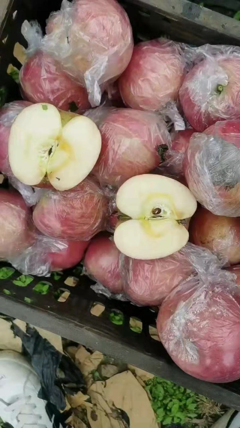 黄土高坡鲁丽苹果果味香甜口感好品质好欢迎进店