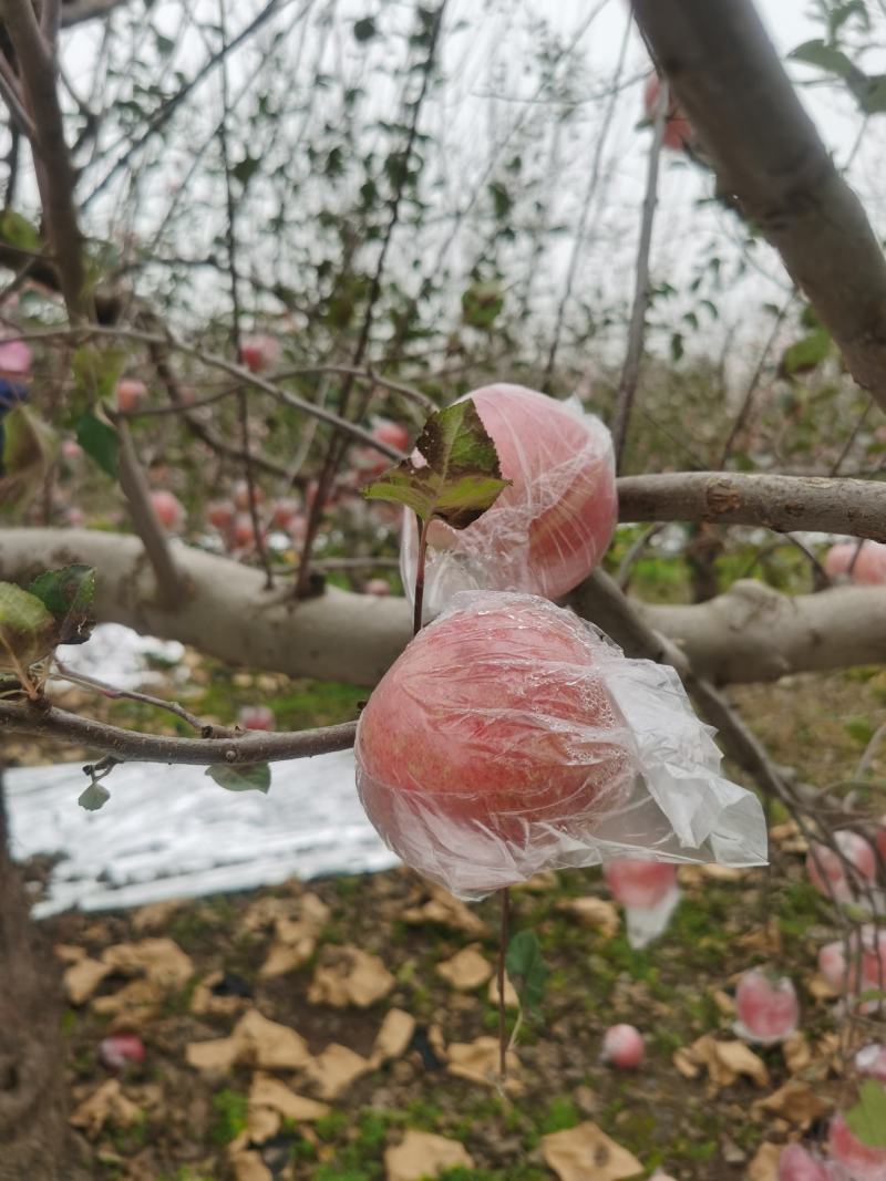 黄土高坡鲁丽苹果果味香甜口感好品质好欢迎进店