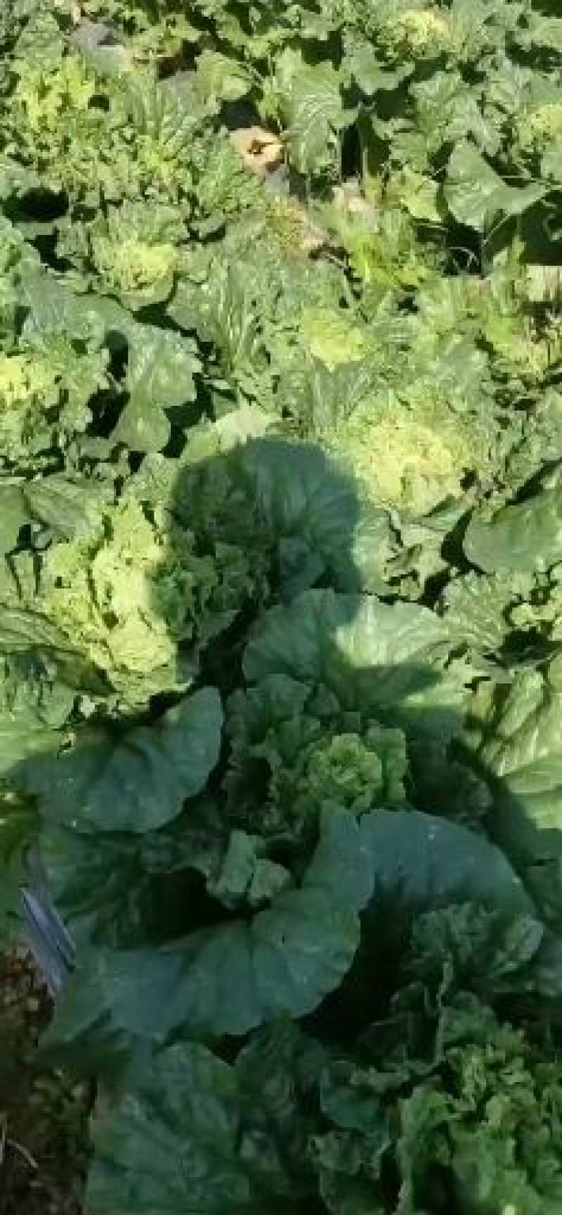田阳卷筒青白菜麻叶青白菜产地发货质量保证