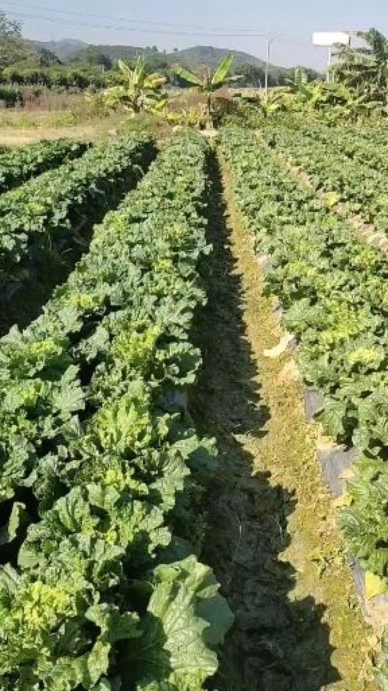 田阳卷筒青白菜麻叶青白菜产地发货质量保证