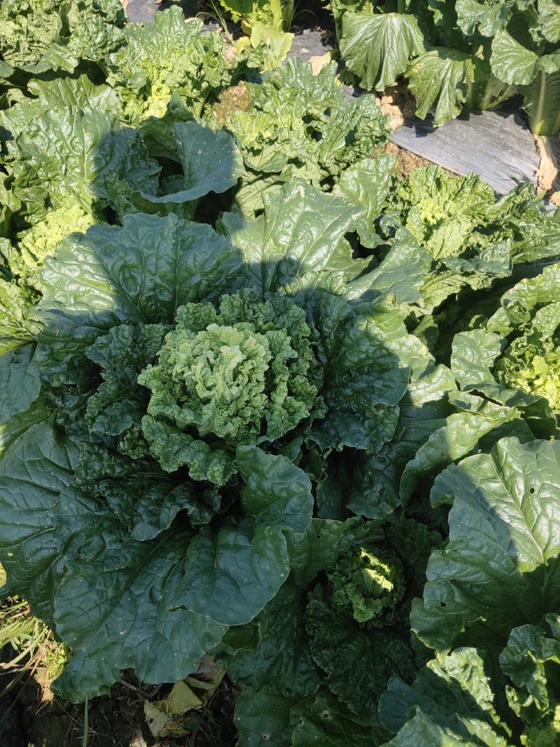 田阳卷筒青白菜麻叶青白菜产地发货质量保证
