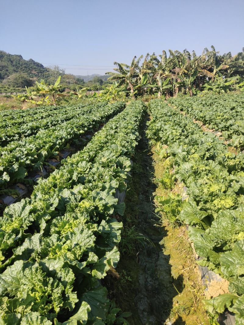 田阳卷筒青白菜麻叶青白菜产地发货质量保证