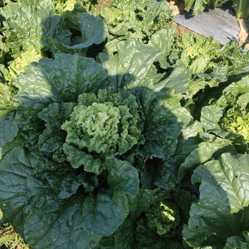 田阳卷筒青白菜麻叶青白菜产地发货质量保证
