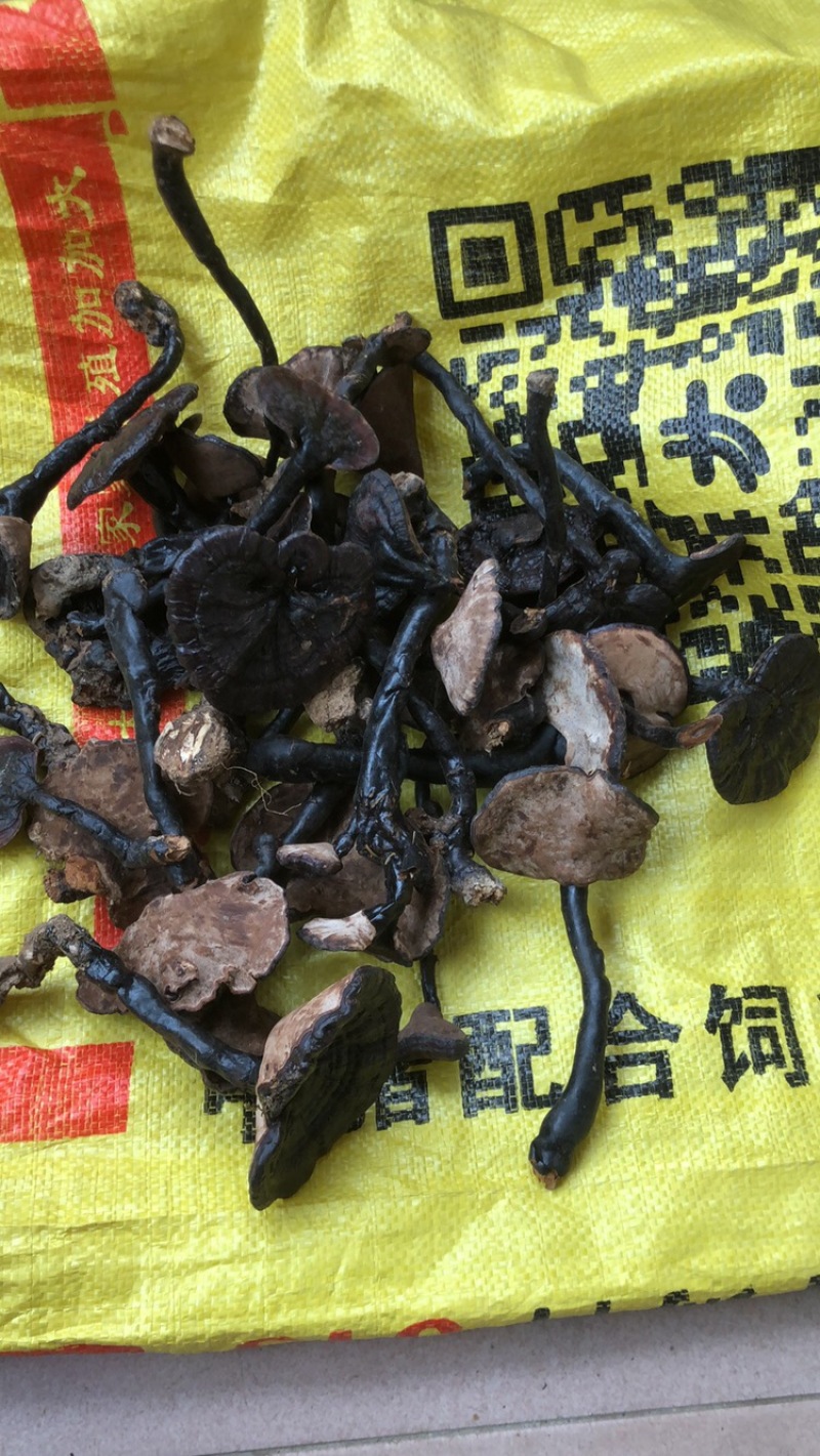 野生灵芝