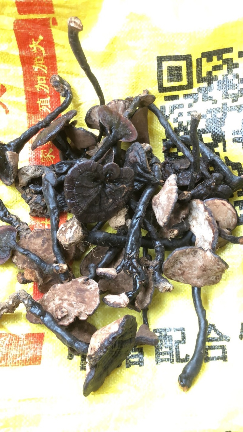 野生灵芝