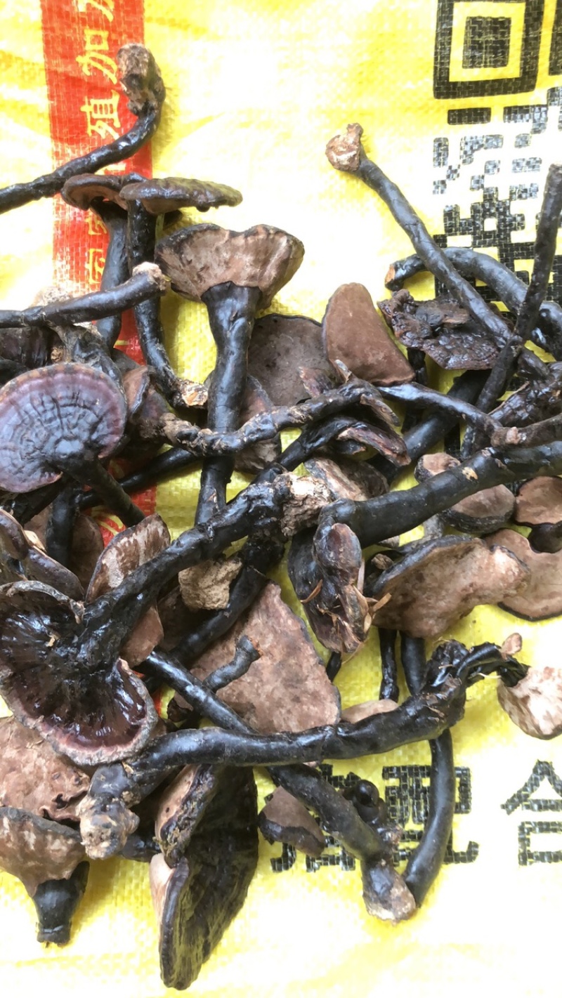 野生灵芝