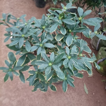 精品金边瑞香盆景盆栽带花苞发货