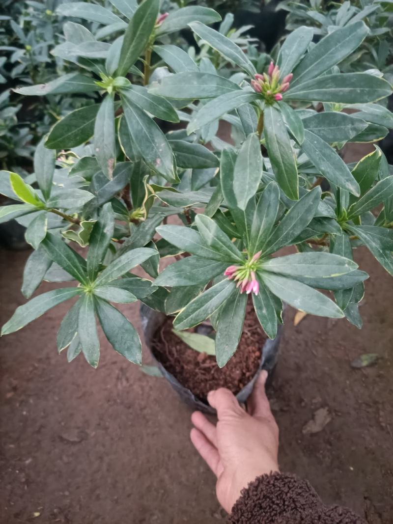 精品金边瑞香盆景盆栽带花苞发货