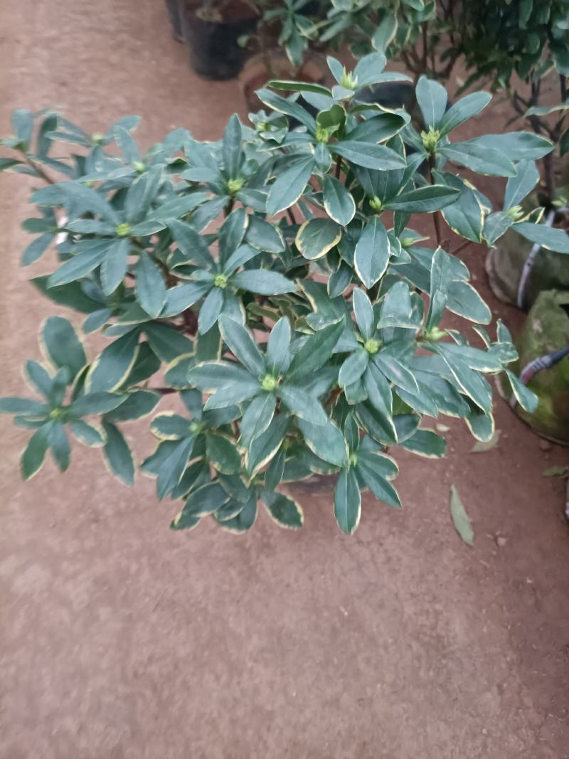 精品金边瑞香盆景盆栽带花苞发货