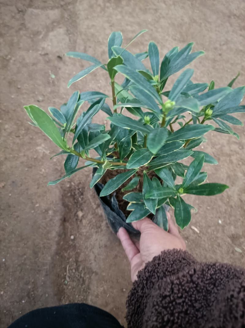 精品金边瑞香盆景盆栽带花苞发货