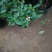 精品金边瑞香盆景盆栽带花苞发货