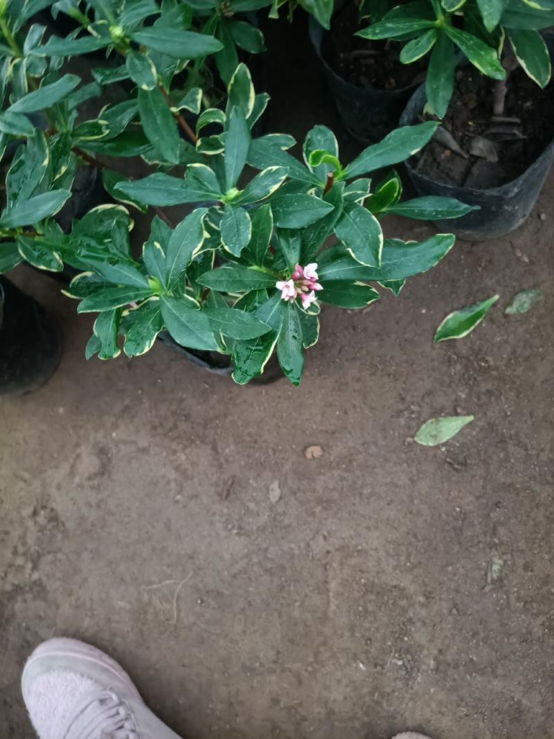 精品金边瑞香盆景盆栽带花苞发货