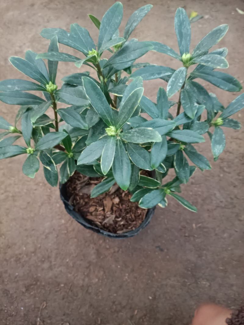 精品金边瑞香盆景盆栽带花苞发货