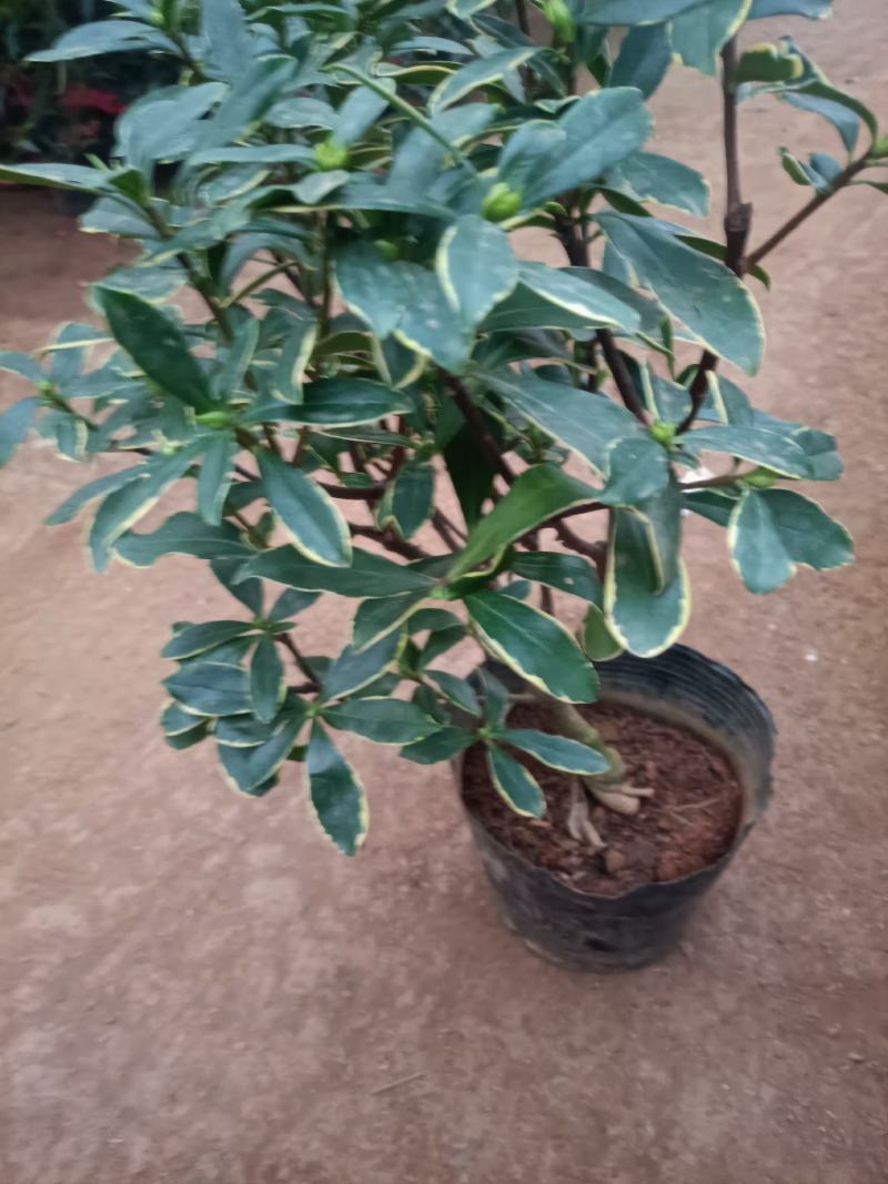 精品金边瑞香盆景盆栽带花苞发货