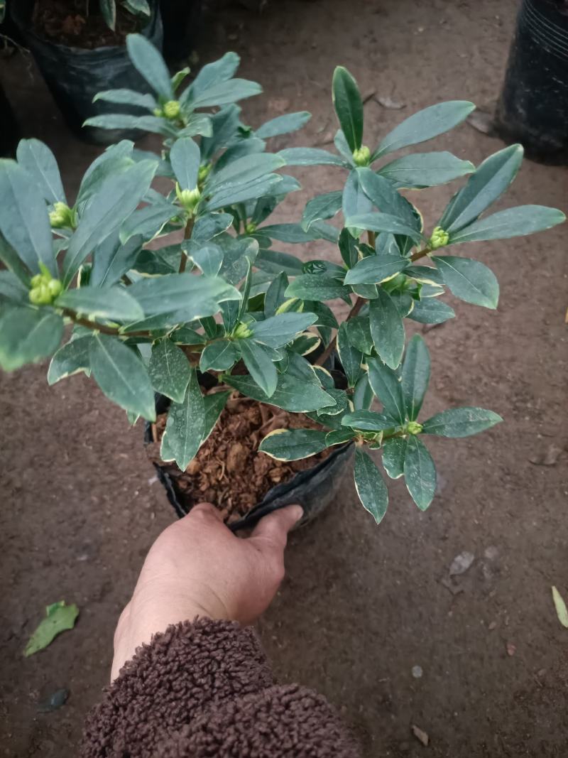 精品金边瑞香盆景盆栽带花苞发货