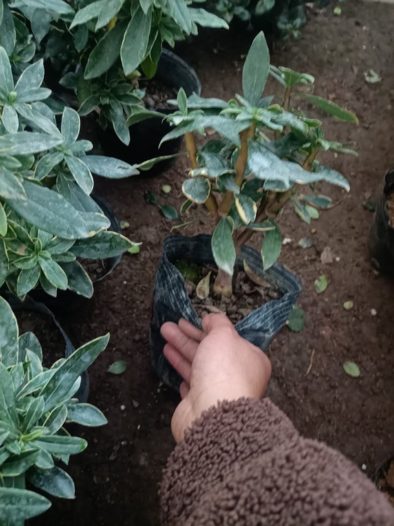 精品金边瑞香盆景盆栽带花苞发货
