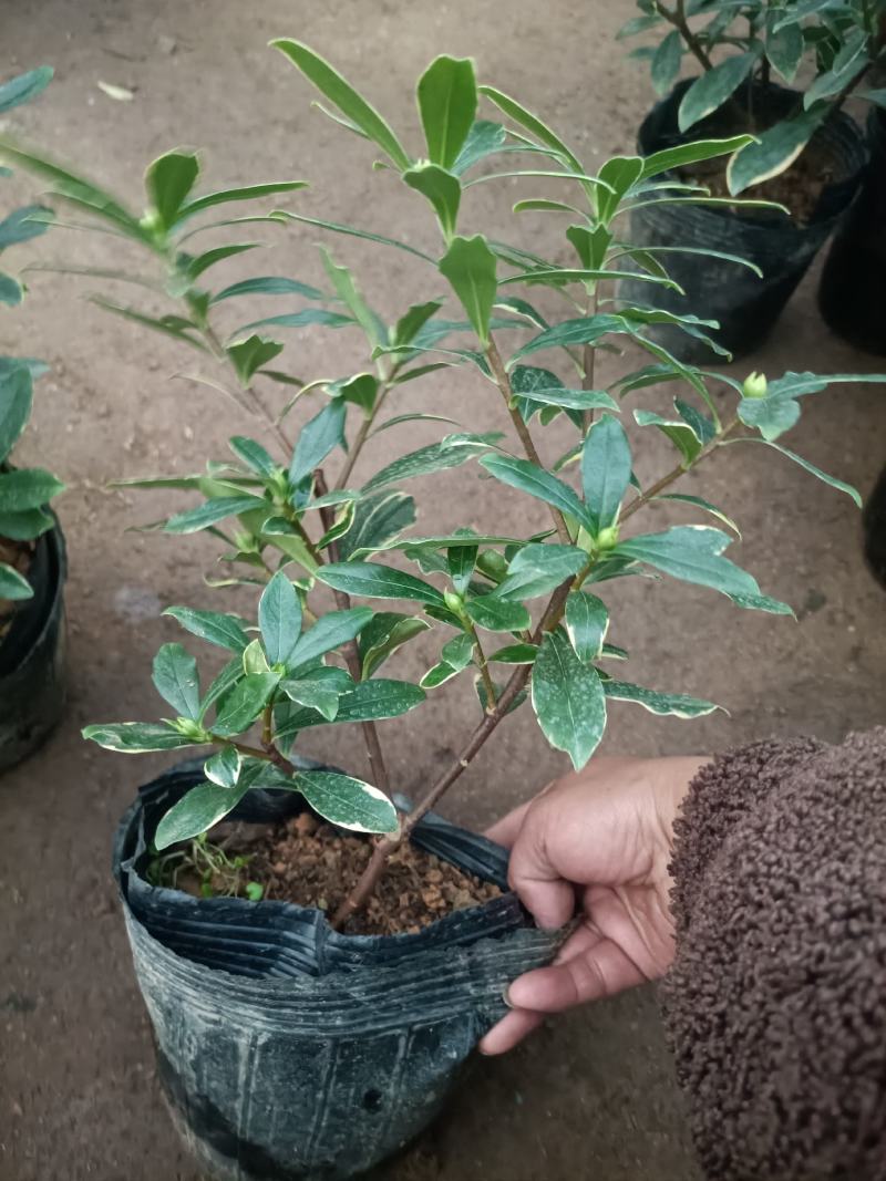 精品金边瑞香盆景盆栽带花苞发货