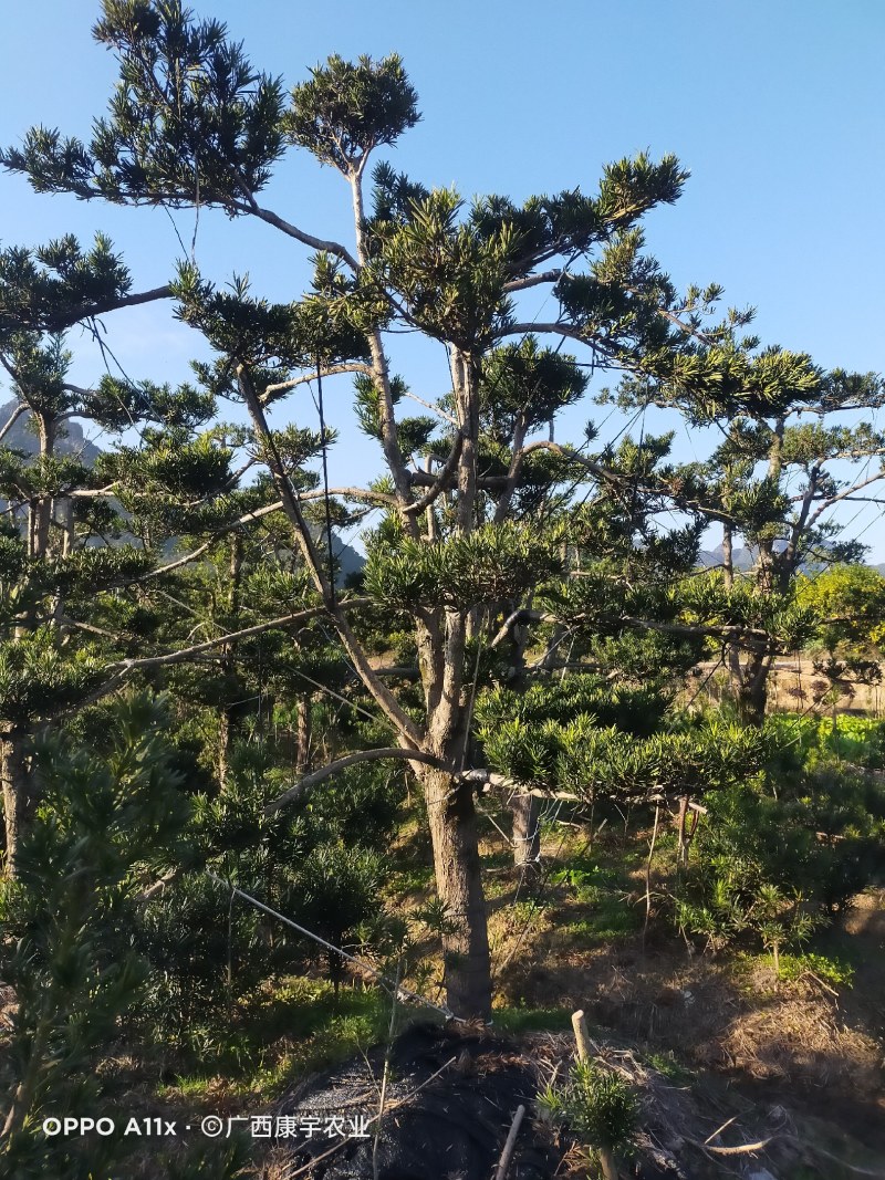 罗汉松造型罗汉松