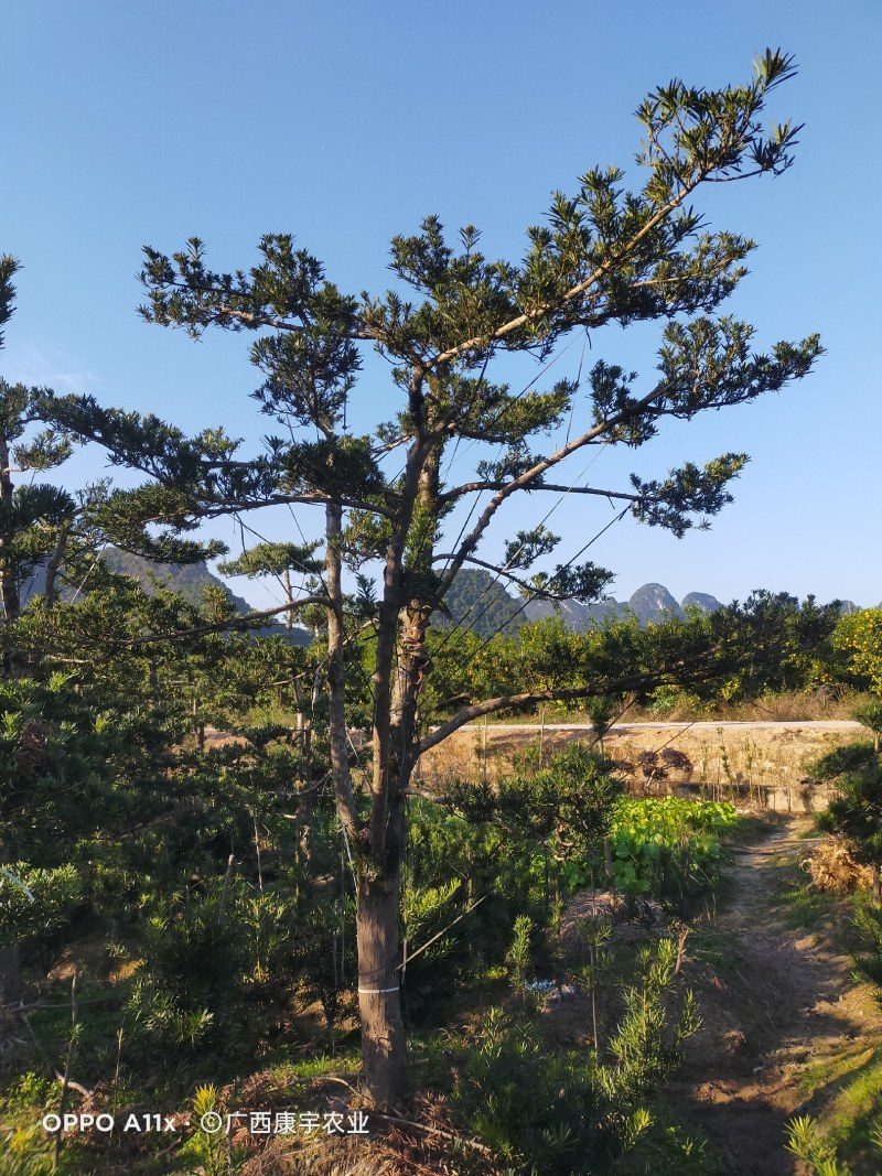 罗汉松造型罗汉松