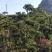 罗汉松造型罗汉松