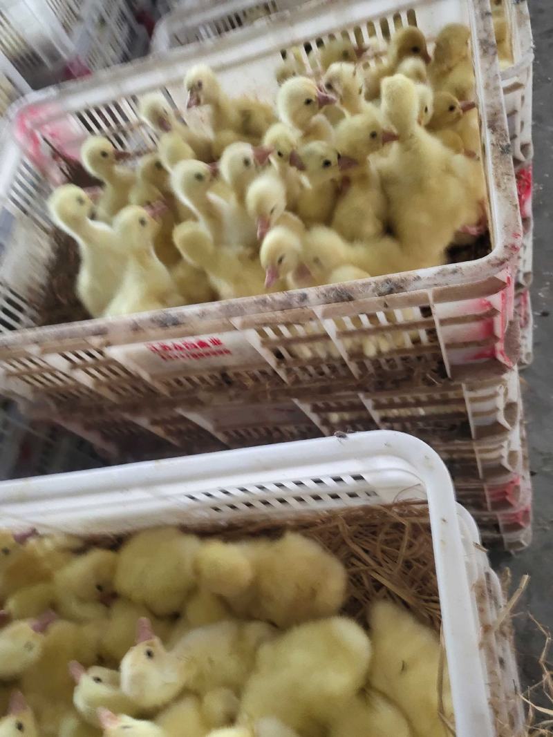 常年供应大种三花鹅苗，大泰州鹅苗，苗厂直销