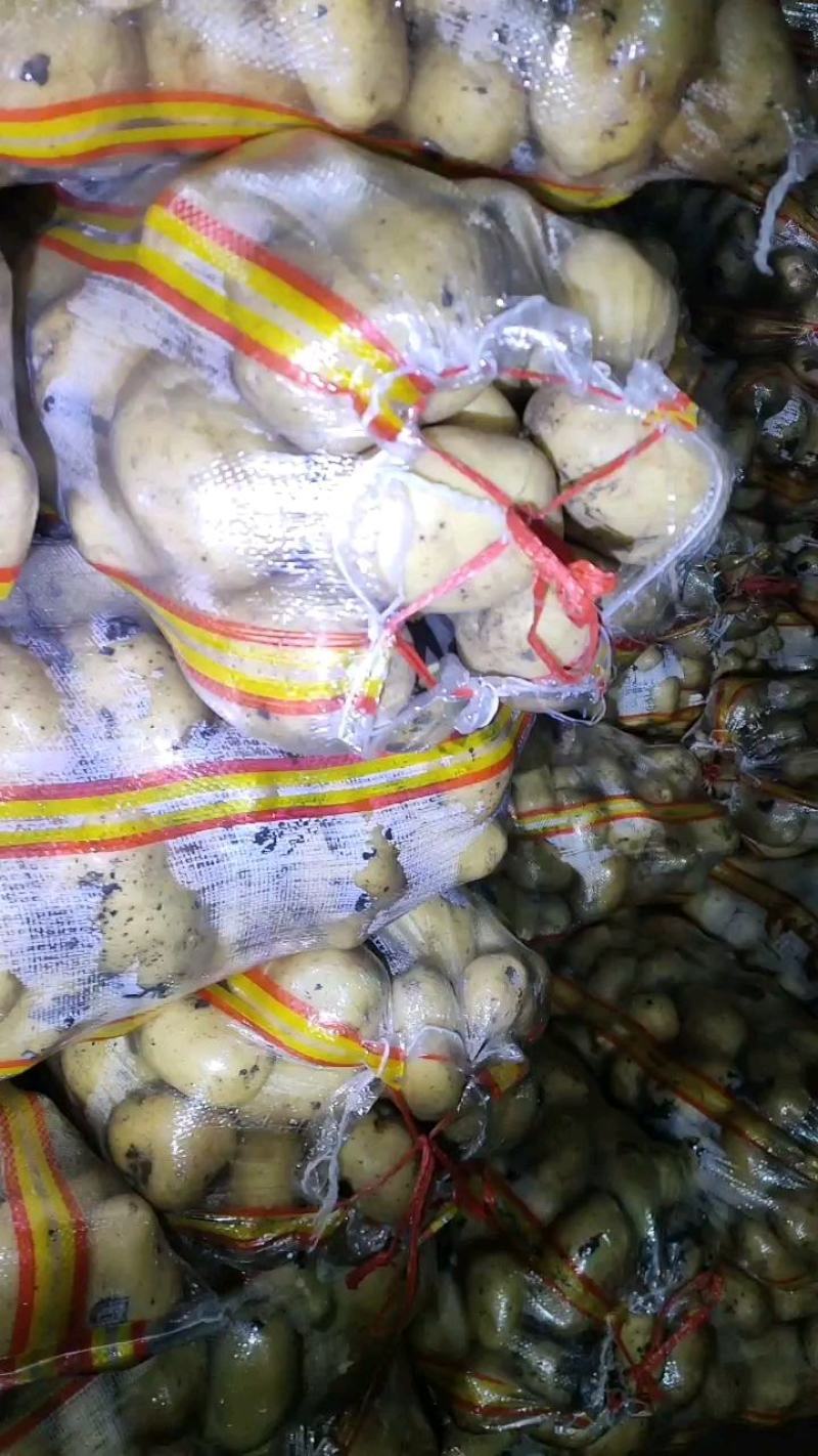 黄心土豆，反包干洗，有想法的随时下单，等