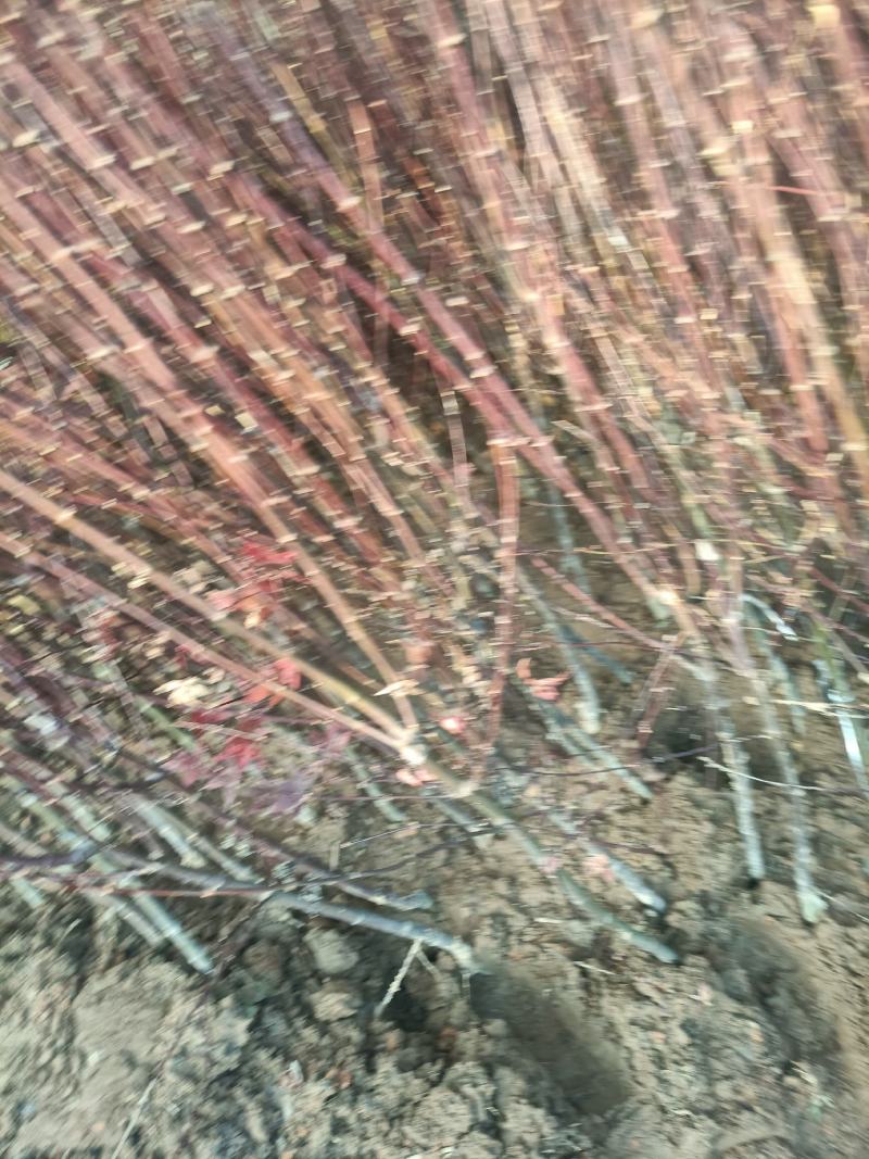 好养的耐寒的精品中国红枫大小苗大小盆景盆栽老兵苗圃专售