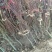 好养的耐寒的精品中国红枫大小苗大小盆景盆栽老兵苗圃专售