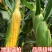 云南新鲜水果玉米3/5/10斤(单果200-400g)新