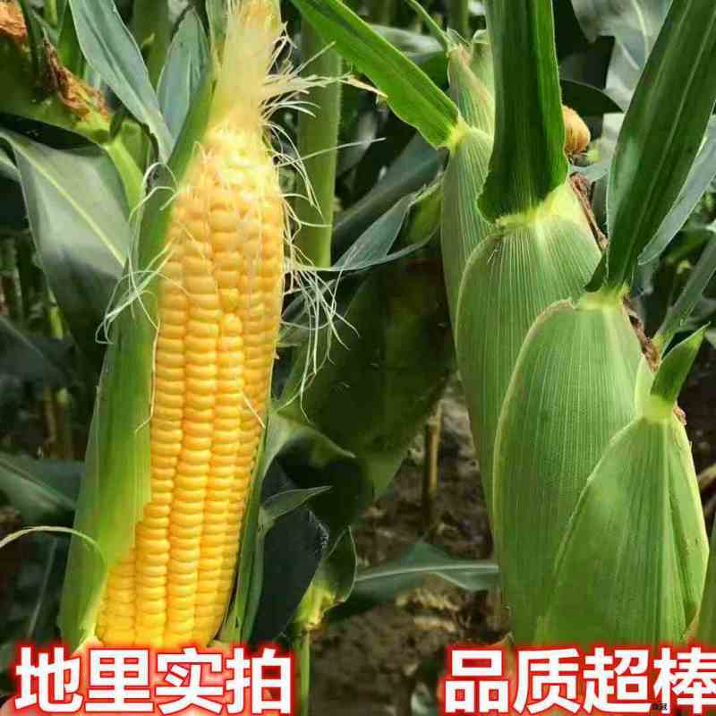 云南新鲜水果玉米3/5/10斤(单果200-400g)新