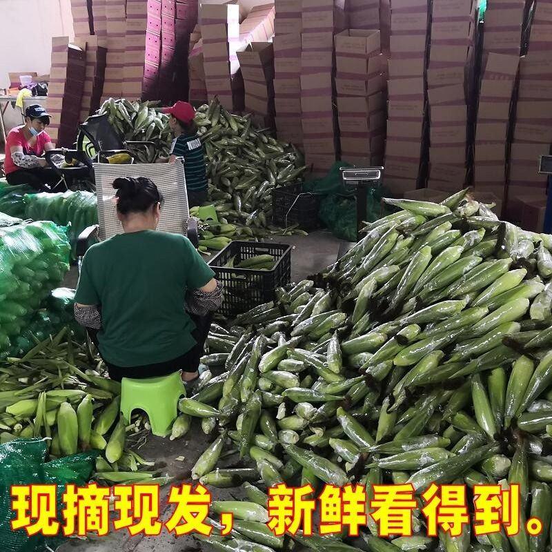 云南新鲜水果玉米3/5/10斤(单果200-400g)新