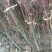 好养的耐寒的精品中国红枫大小苗大小盆景盆栽老兵苗圃专售
