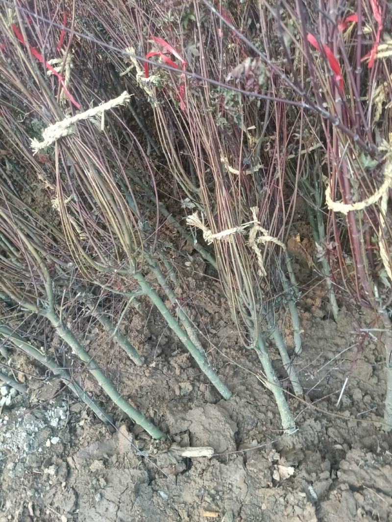 好养的耐寒的精品中国红枫大小苗大小盆景盆栽老兵苗圃专售