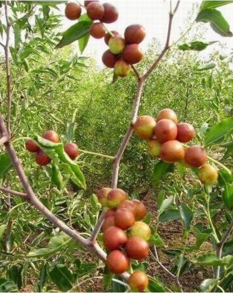 枣树苗优质矮化冬枣苗蟠枣苗八八红枣包成活基地现挖