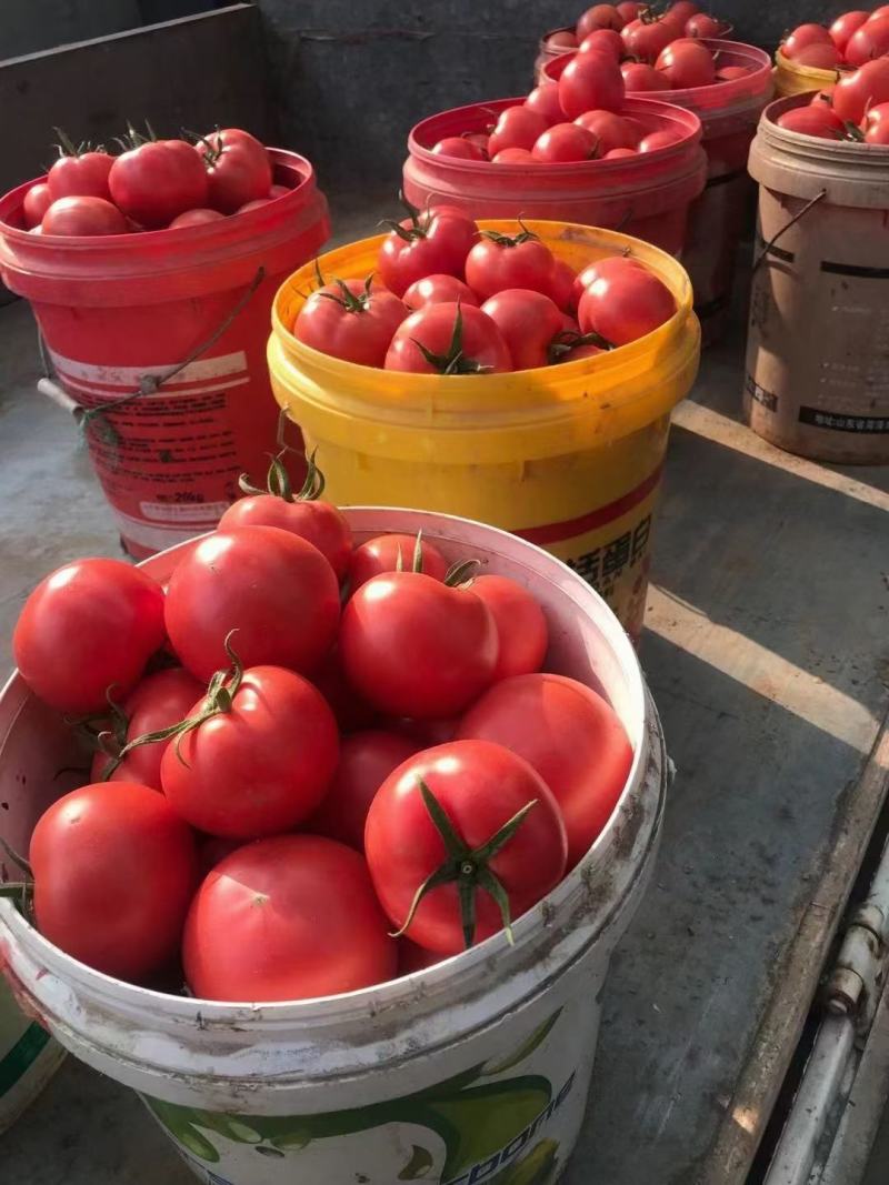 莒南县高良果蔬专业合作社