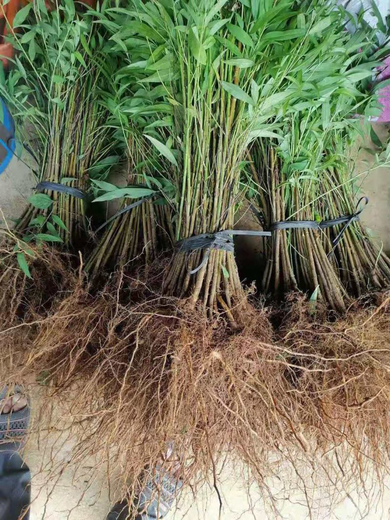 毛桃苗，毛桃小苗，毛桃实生苗，嫁接用毛桃苗。