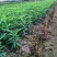 毛桃苗，毛桃小苗，毛桃实生苗，嫁接用毛桃苗。