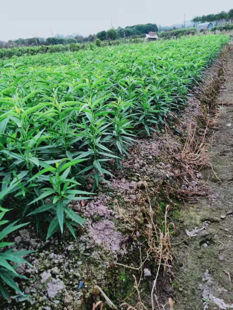 毛桃苗，毛桃小苗，毛桃实生苗，嫁接用毛桃苗。