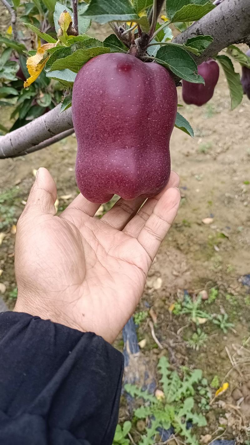 高山花牛苹果，欢迎各位果商前来收购