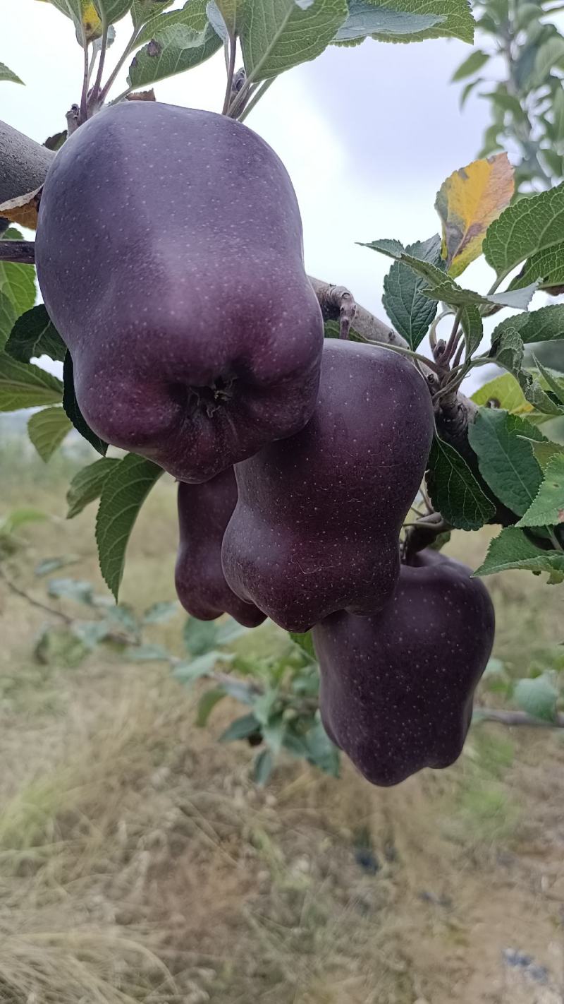 高山花牛苹果，欢迎各位果商前来收购