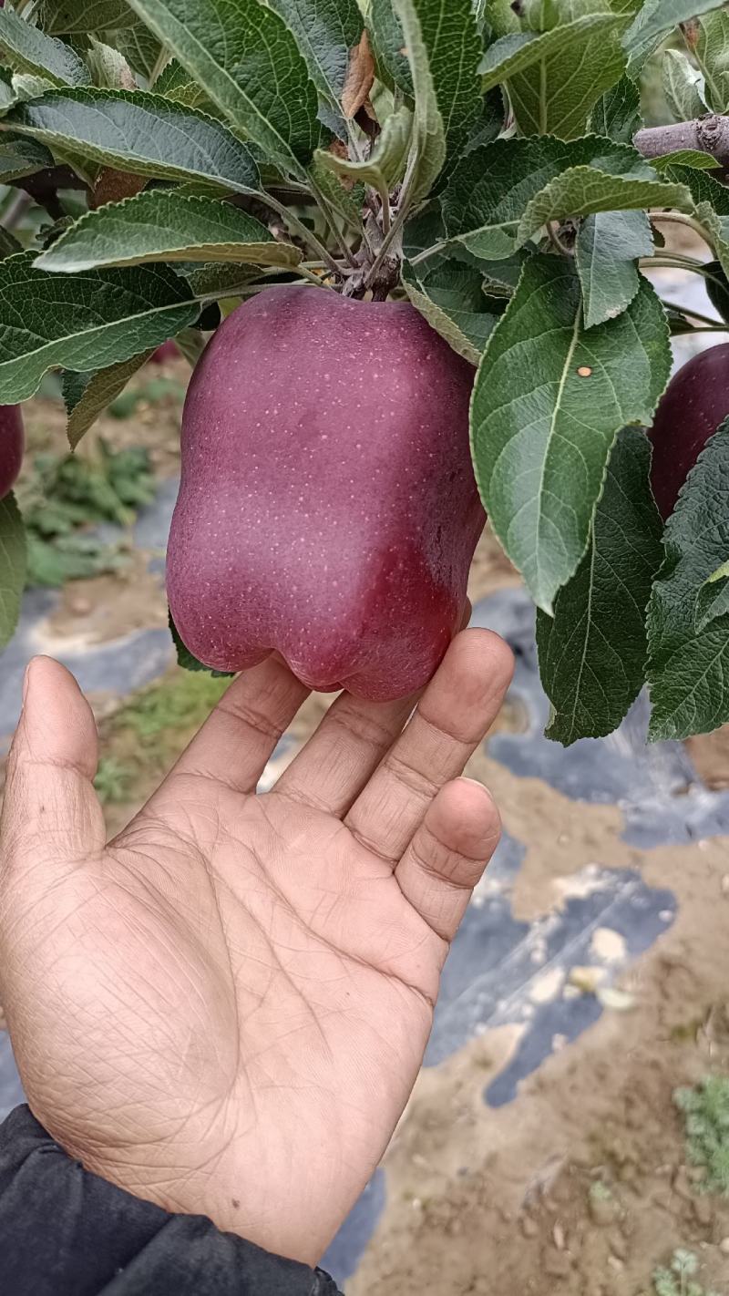 高山花牛苹果，欢迎各位果商前来收购