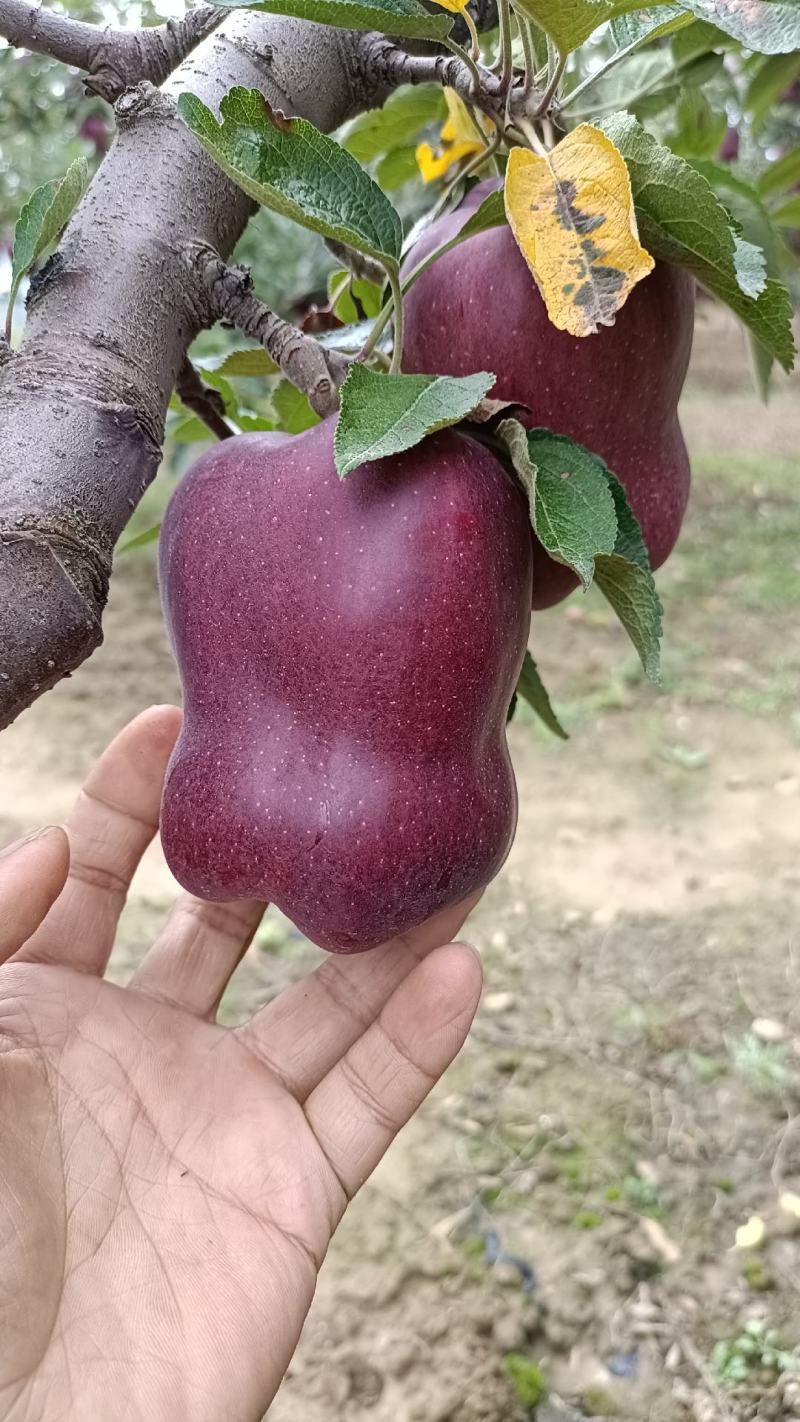 高山花牛苹果，欢迎各位果商前来收购