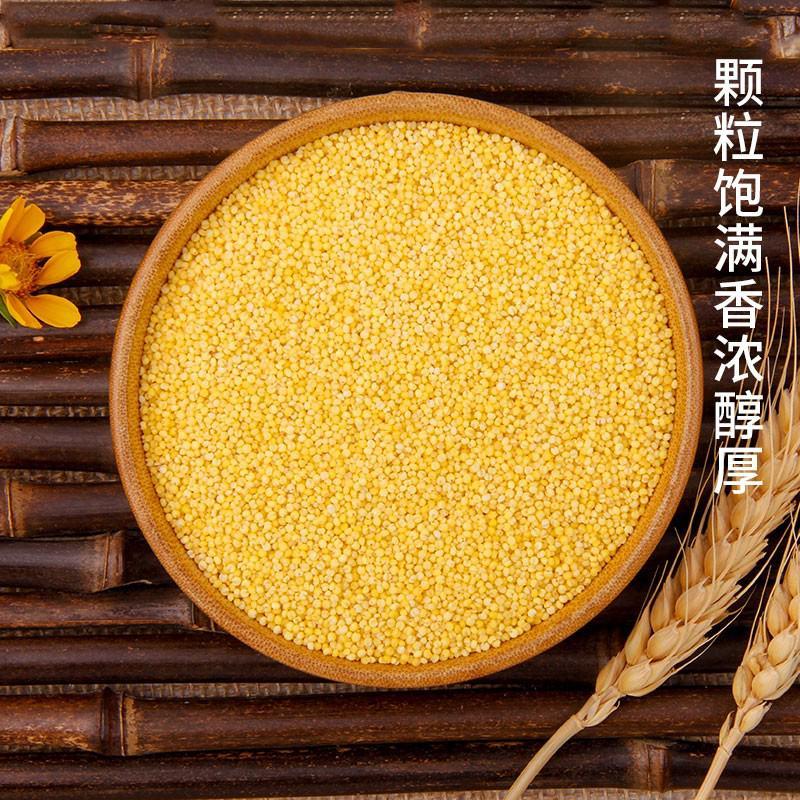 黄金米，月子米太行山旱作梯田小米，光照足，生长周期长。