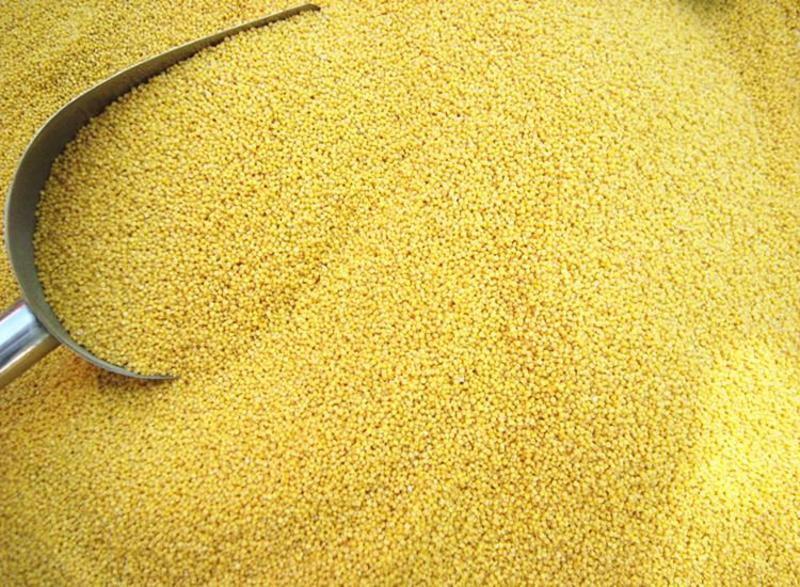黄金米，月子米太行山旱作梯田小米，光照足，生长周期长。