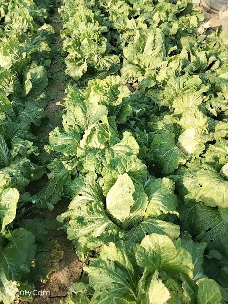 白菜，潍坊精品白菜大量上市，保质量代发全国