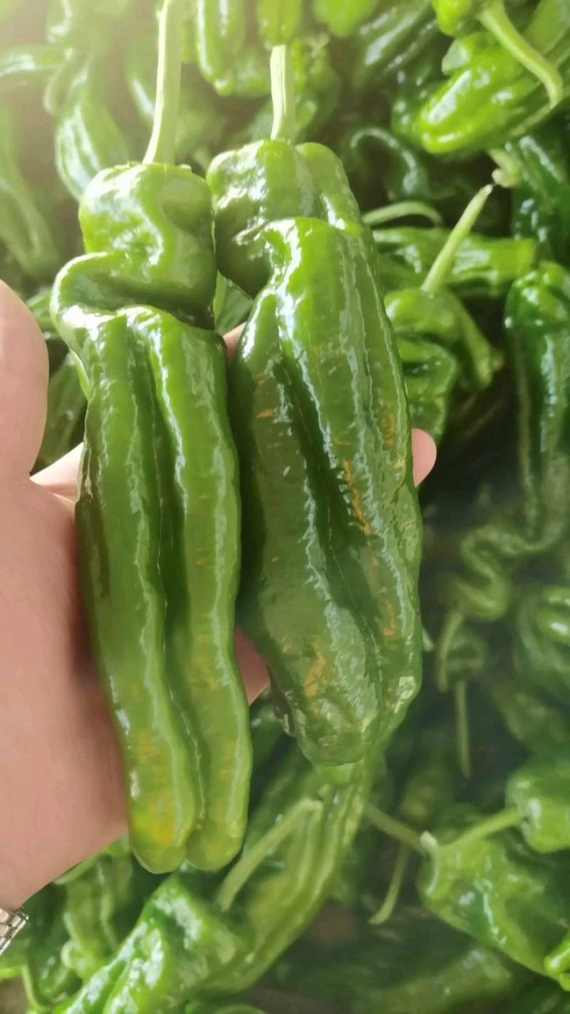山东省兰陵县，精品芜湖泡椒大量上，色泽鲜艳，个头均匀。