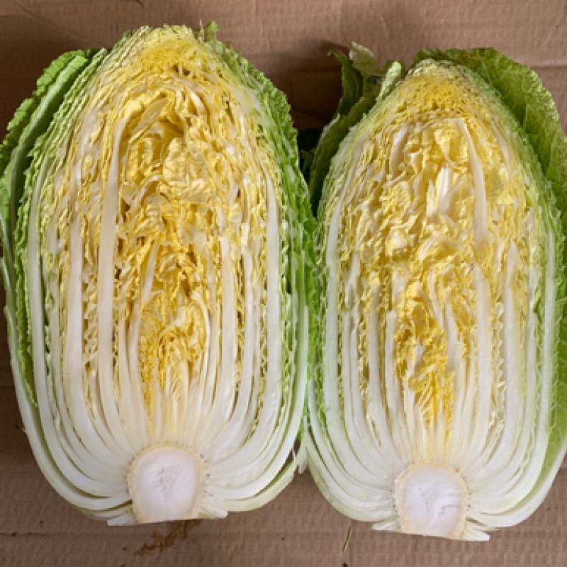 热销白菜山东白菜胶东特产基地直供